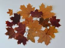 Barevné podzimní lisované listy - Javor