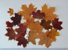 Barevné podzimní lisované listy - Javor