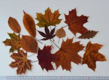 Barevné podzimní lisované listy - Směs lístků