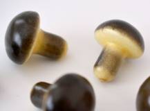 Hříbeček prům. 2,5 x 3 cm - 1 ks