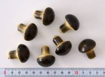 Hříbeček prům. 2,5 x 3 cm - 1 ks
