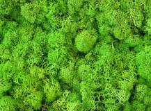ISLAND MOOS EXTRA DARK GREEN