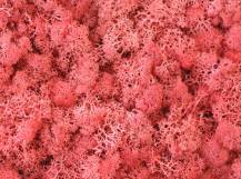 ISLAND MOOS EXTRA DARK PINK