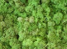 ISLAND MOOS EXTRA LIGHT GREEN