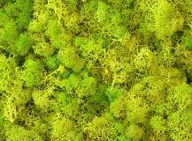 ISLAND MOOS EXTRA LIME