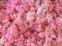 ISLAND MOOS EXTRA PINK