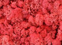ISLAND MOOS EXTRA RED