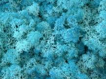 ISLAND MOOS EXTRA TURQUOISE