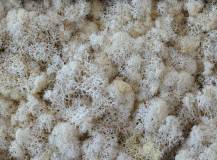 ISLAND MOOS EXTRA WHITE