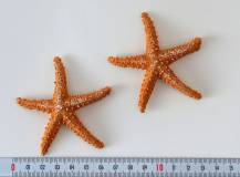 Mořská hvězdice se samolepkou