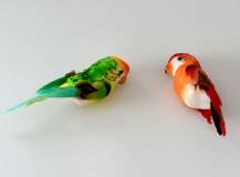 Papoušek barevný