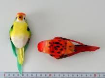 Papoušek barevný