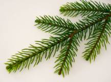 Přízdoba - Větvička smrkového jehličí