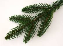 Přízdoba - Větvička zeleného jehličí