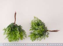 Thuja na drátku 6 ks