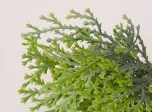 Thuja na drátku 6 ks