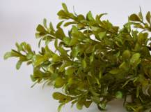 Umělé květiny - Buxus