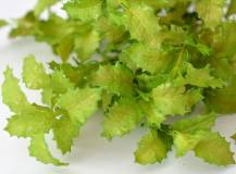 Umělé květiny - Cesmína zelená