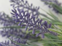 Umělé květiny - Lavandula krátká