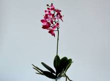 Umělé květiny - Mini orchidej s kořenem