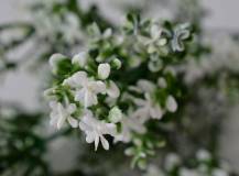 Umělé květiny - Rozchodník bílo-zelený