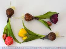 Umělé květiny - Tulipán s cibulkou