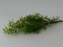 Umělé květiny - Asparagus okrasný