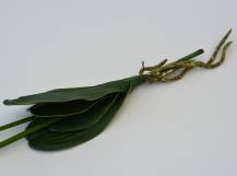 Umělé květy - Phalaenopsis s kořenem BÍLÝ